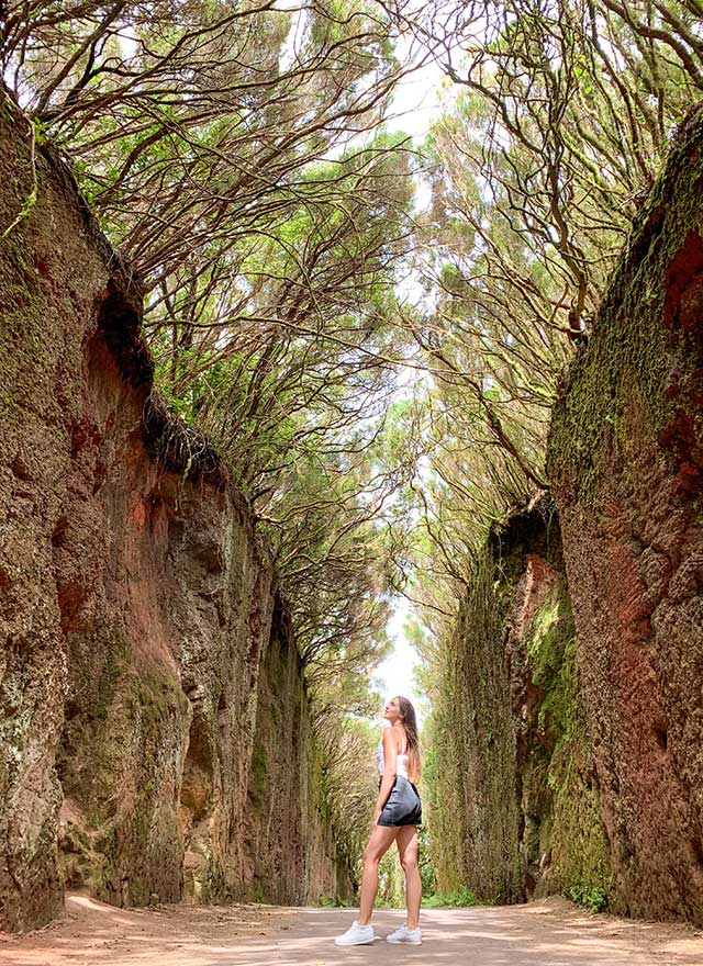 Anaga – Lorbeerwald