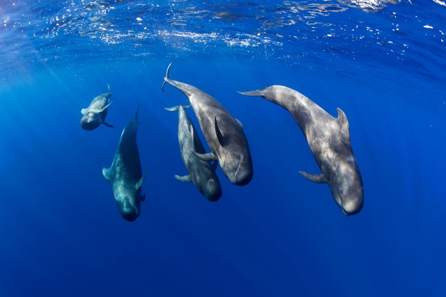 Wale und Delfine vor Teneriffa